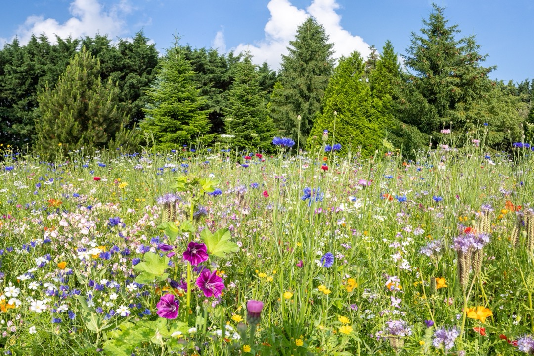 Aventine Garden, Lis Na Carrig Estate, South County Dublin